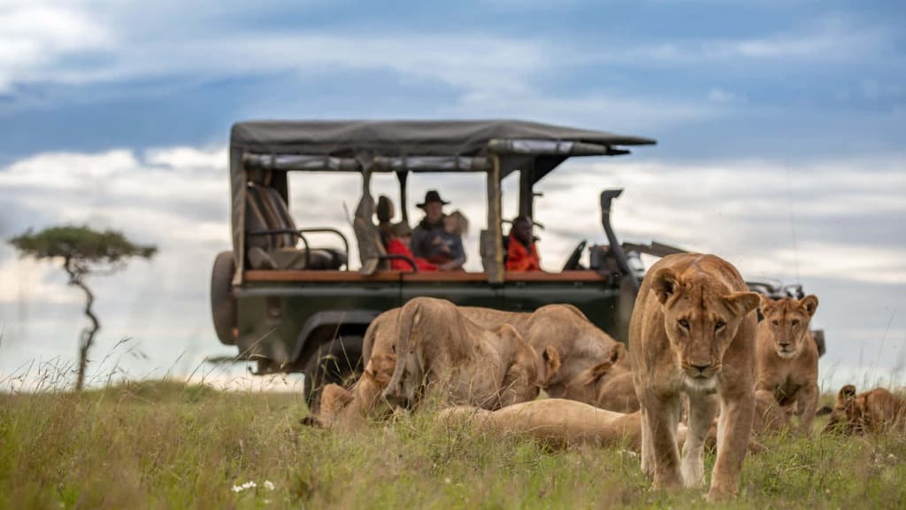 Wildlife Encounters