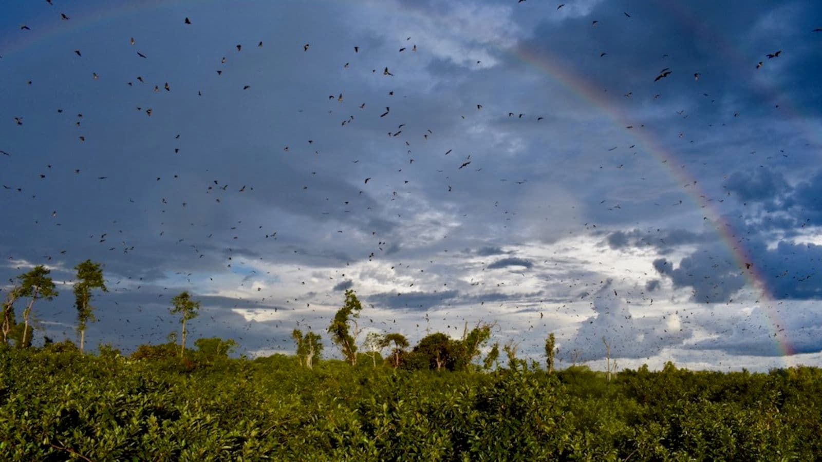 KASANKA NATIONAL PARK