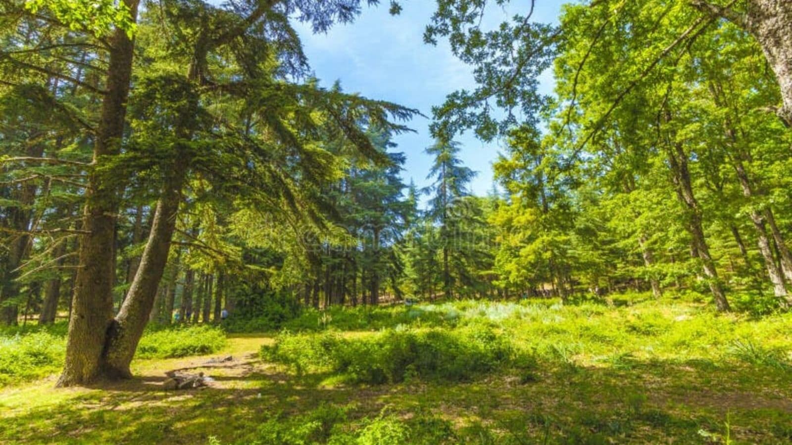 Bissa Forest