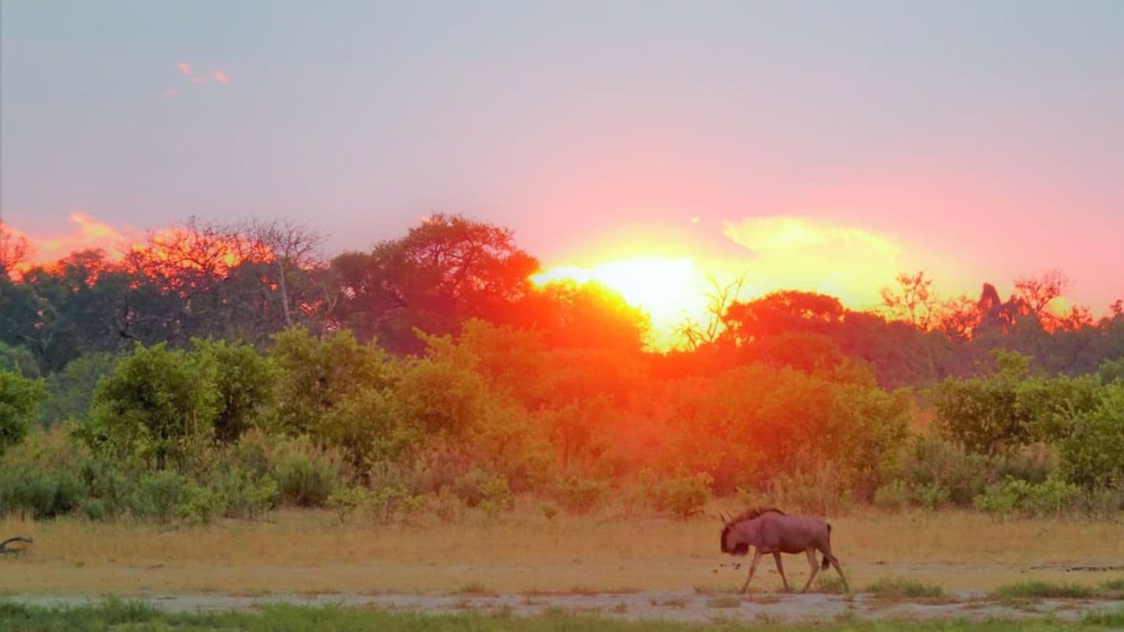 moremi-game-reserve