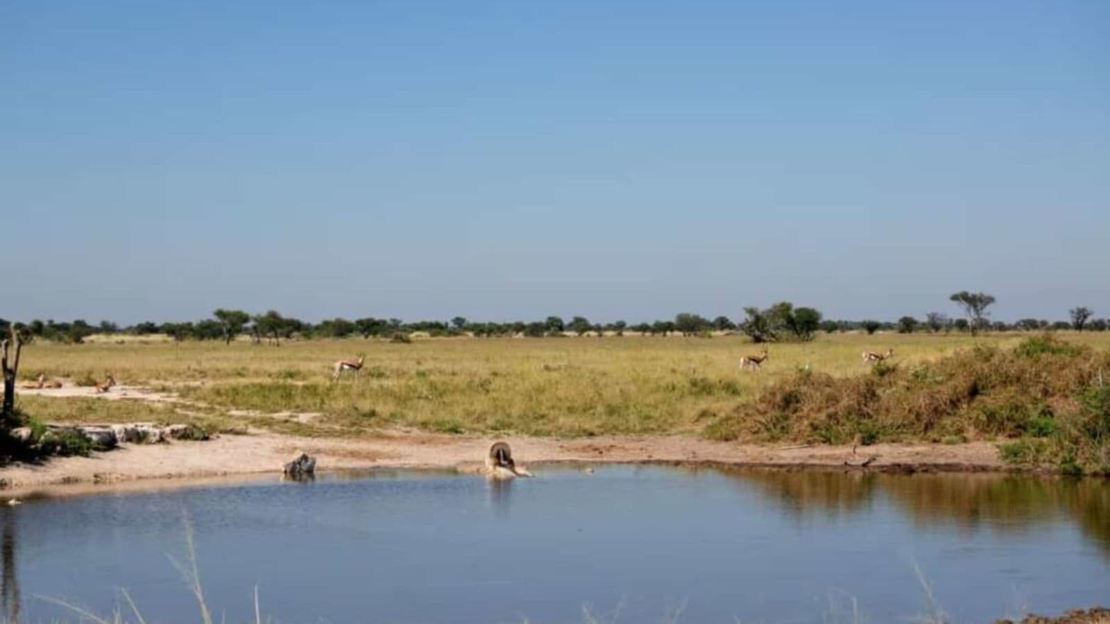 khutse-game-reserve