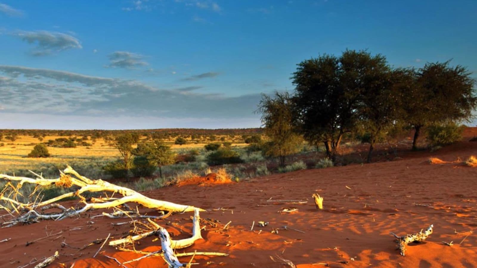 kgalagadi-transfrontier-park