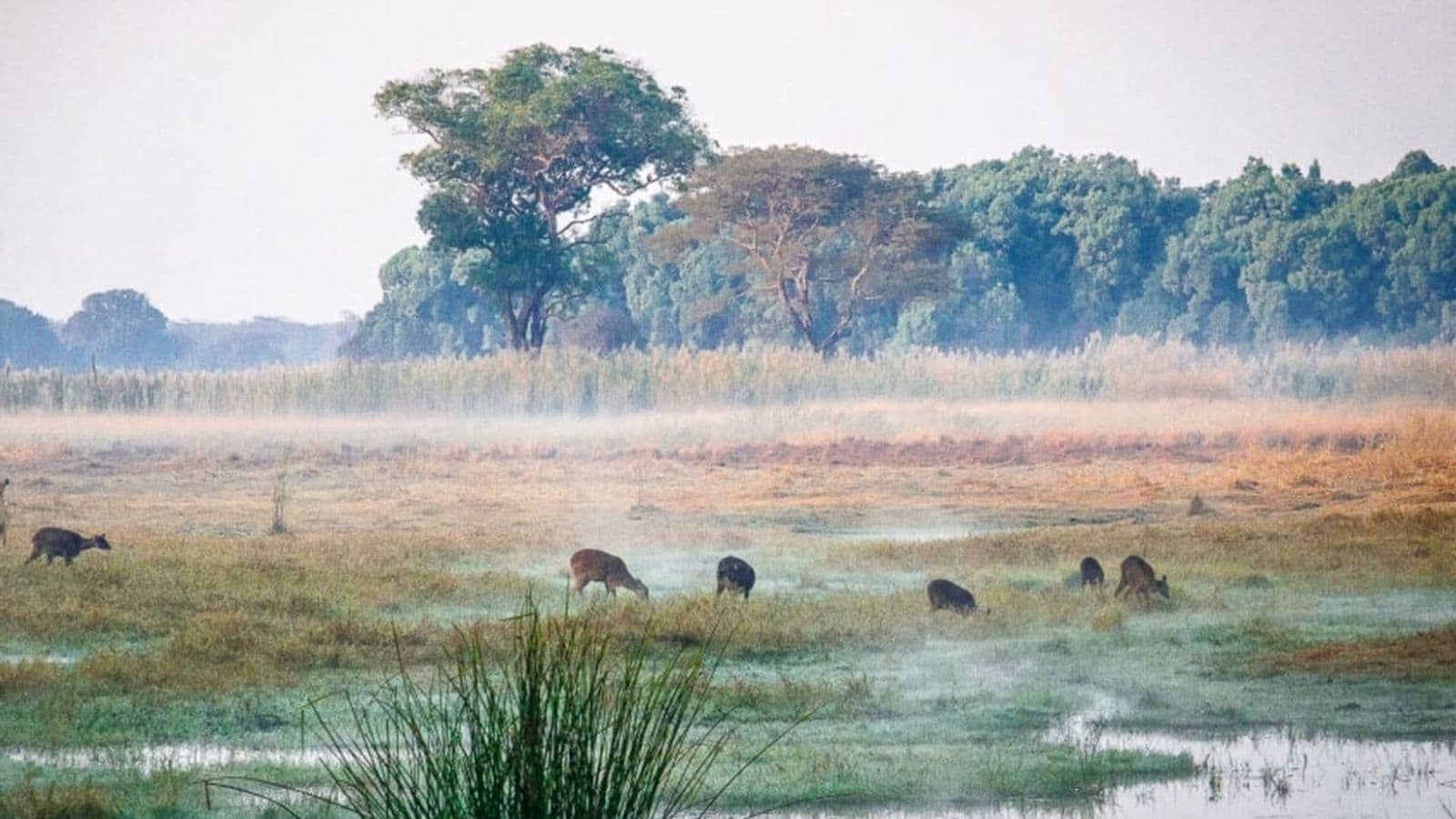 KASANKA NATIONAL PARK