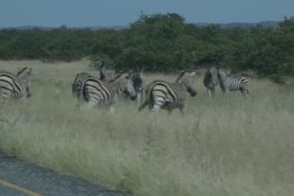 northern-tuli-game-reserve