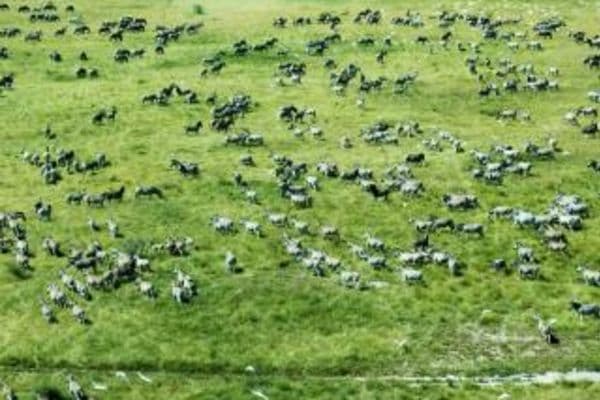 makgadikgadi-pans-game-reserve