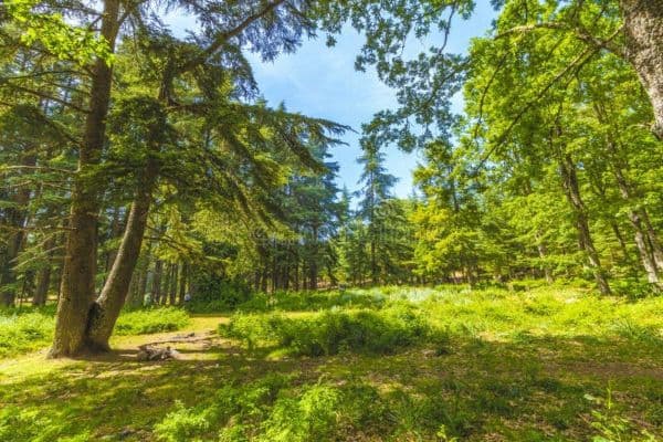 Bissa Forest