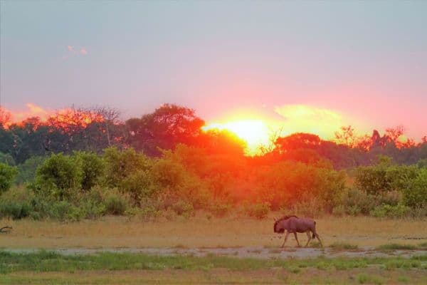 moremi-game-reserve