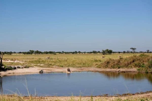 khutse-game-reserve