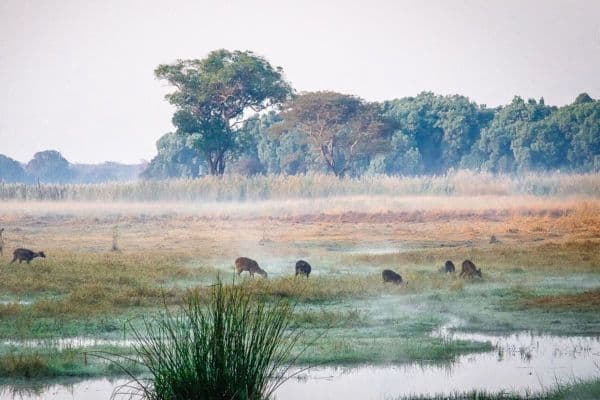 KASANKA NATIONAL PARK