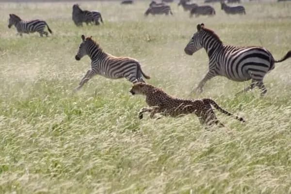 Meet Africa Safari