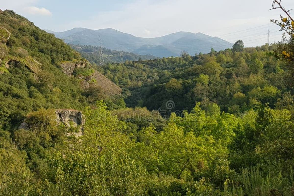 Bissa Forest - photo 2