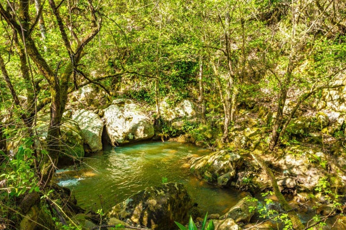 Bissa Forest - photo 3