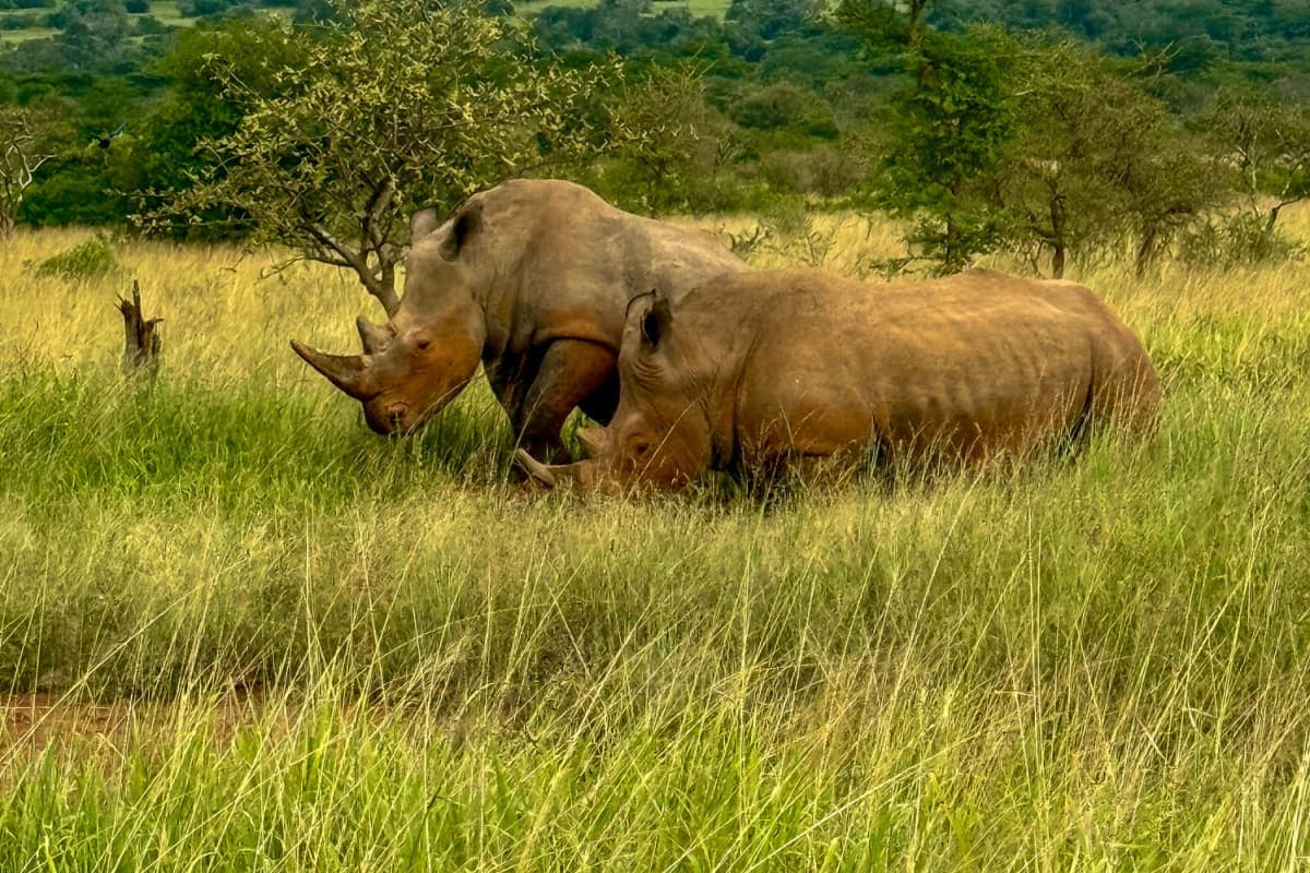 Akagera National Park - photo 2