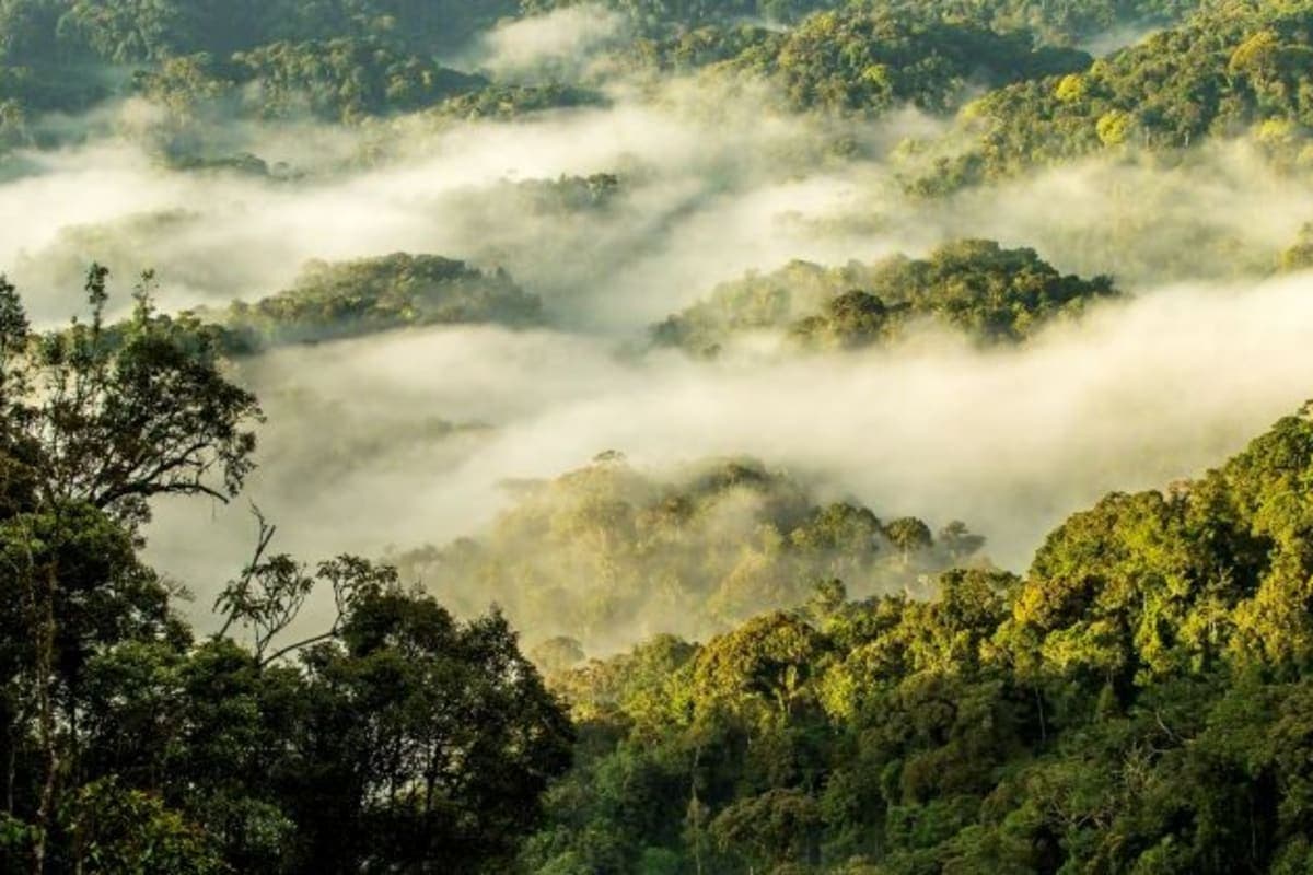 Nyungwe National Park - photo 2