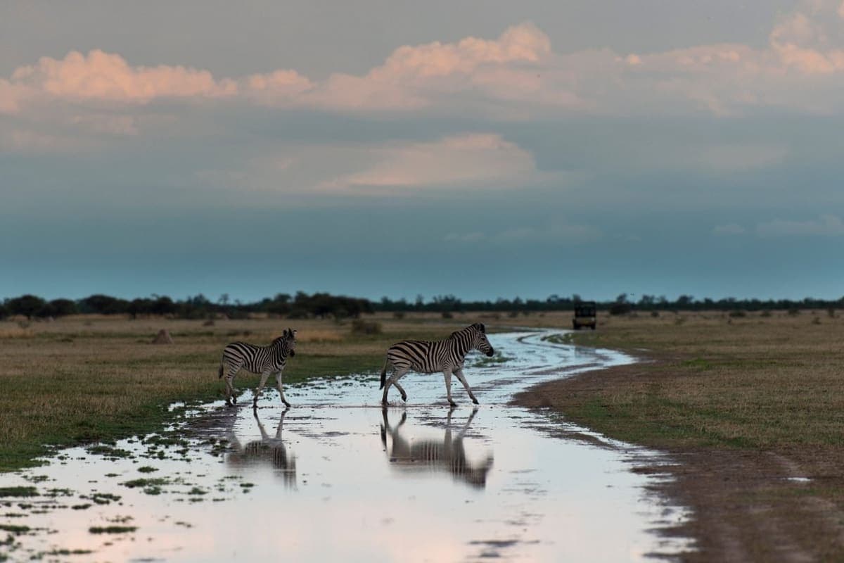 makgadikgadi-pans-game-reserve - photo 3