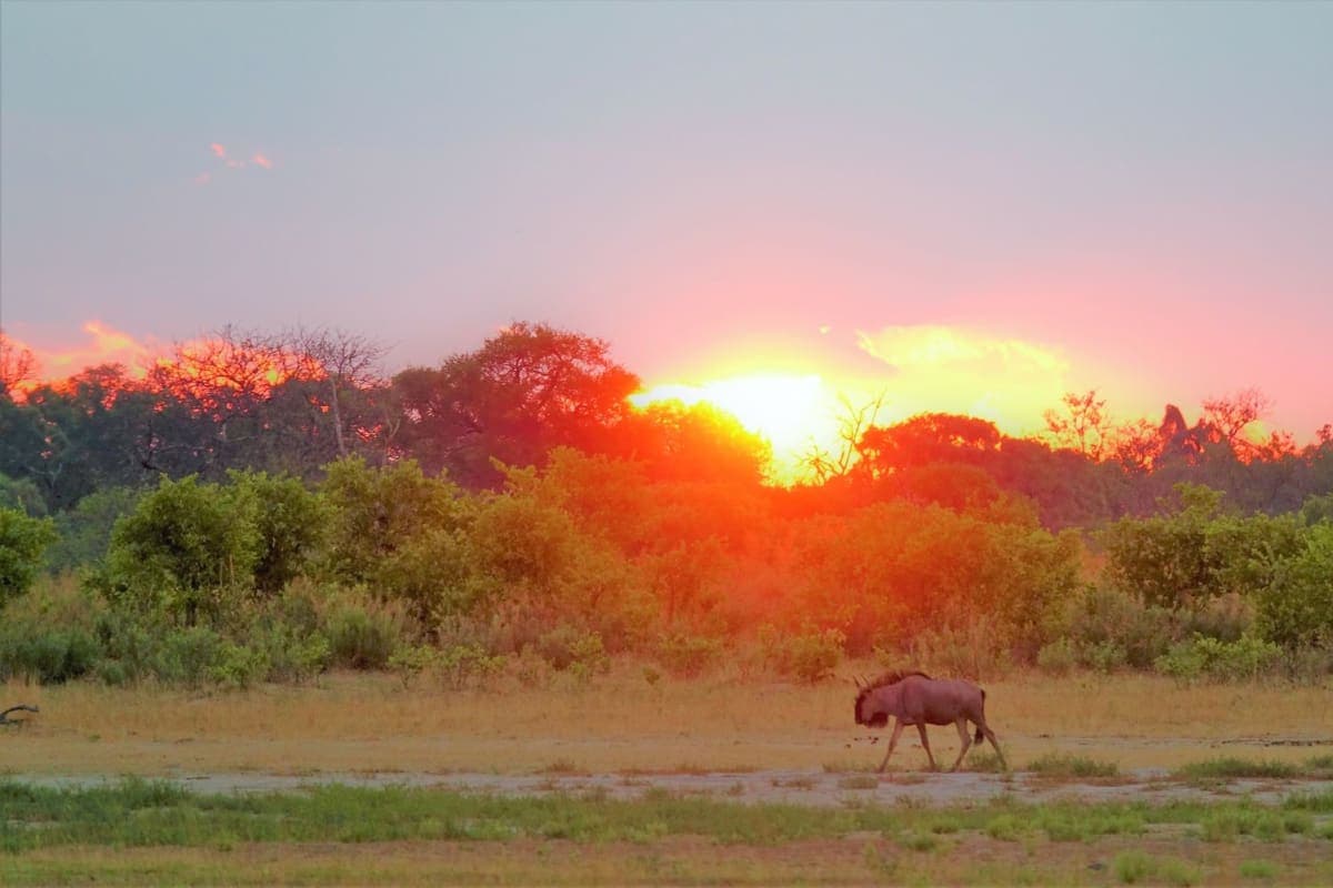 moremi-game-reserve - photo 1