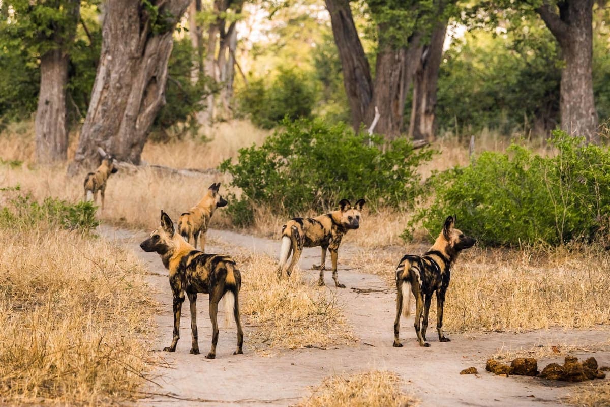 moremi-game-reserve - photo 3