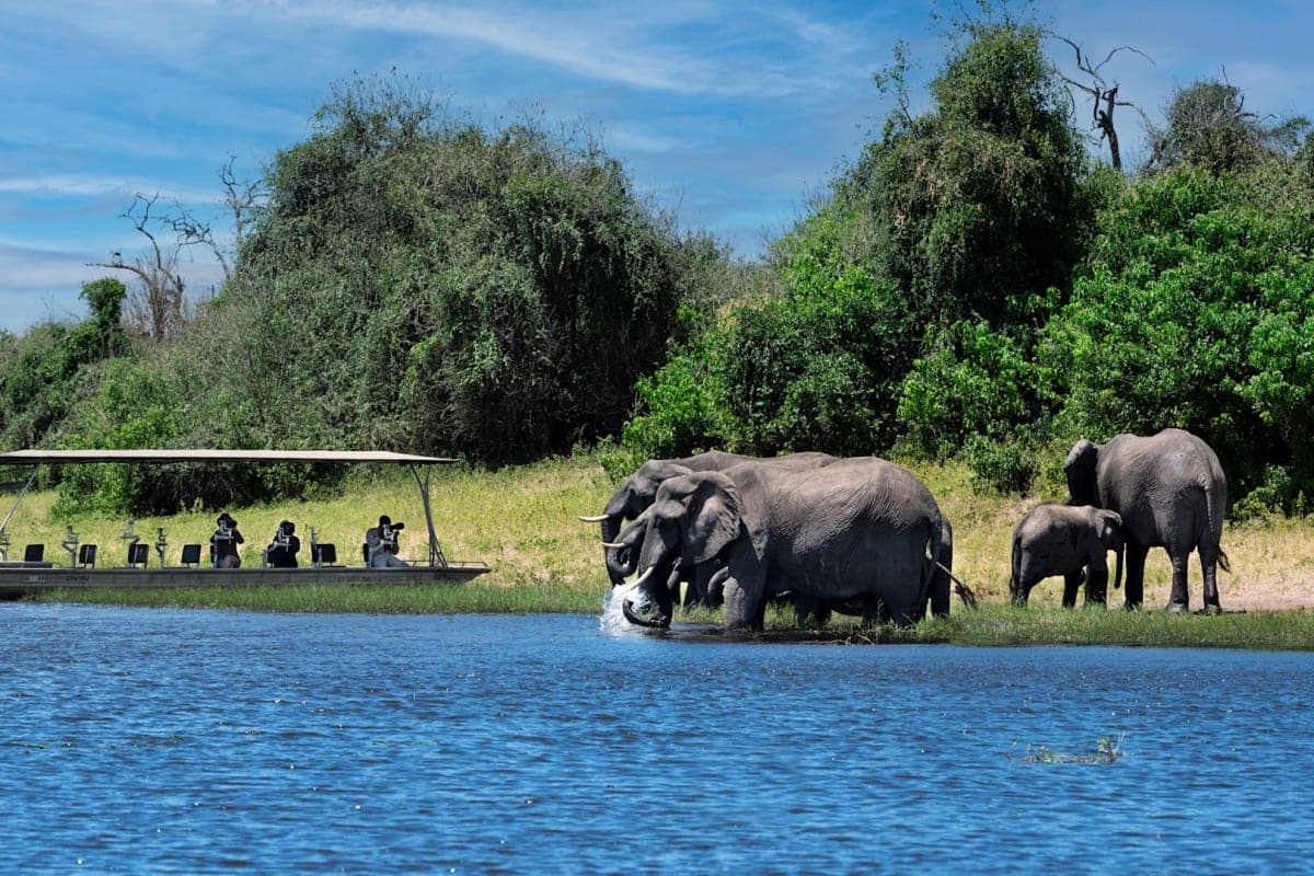 chobe-national-park - photo 3