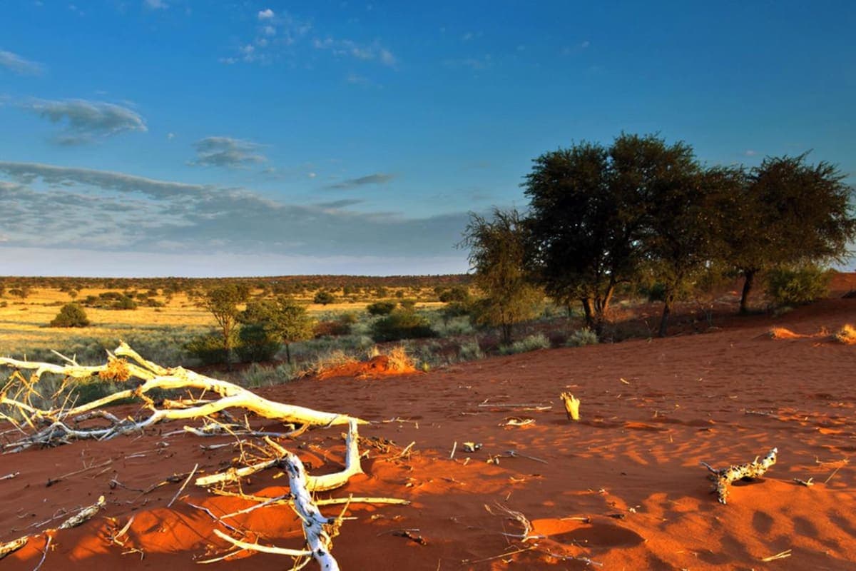 kgalagadi-transfrontier-park - photo 1