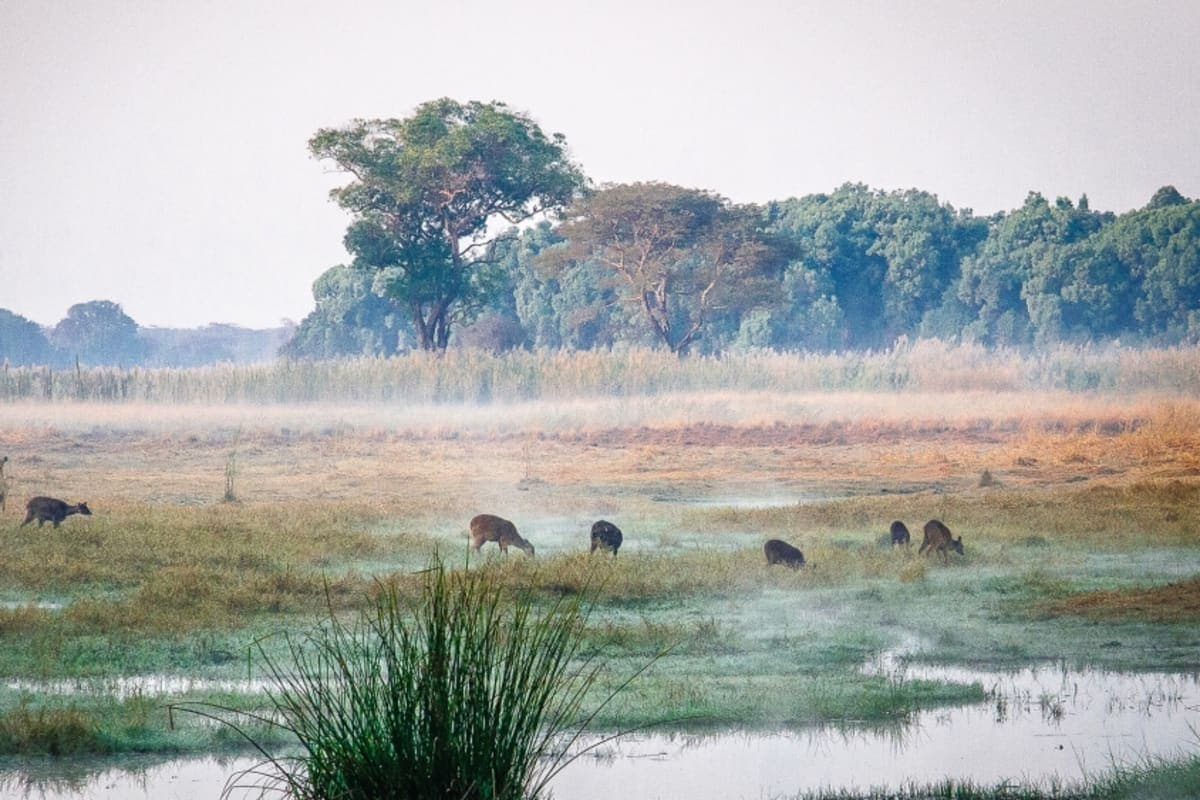KASANKA NATIONAL PARK - photo 1
