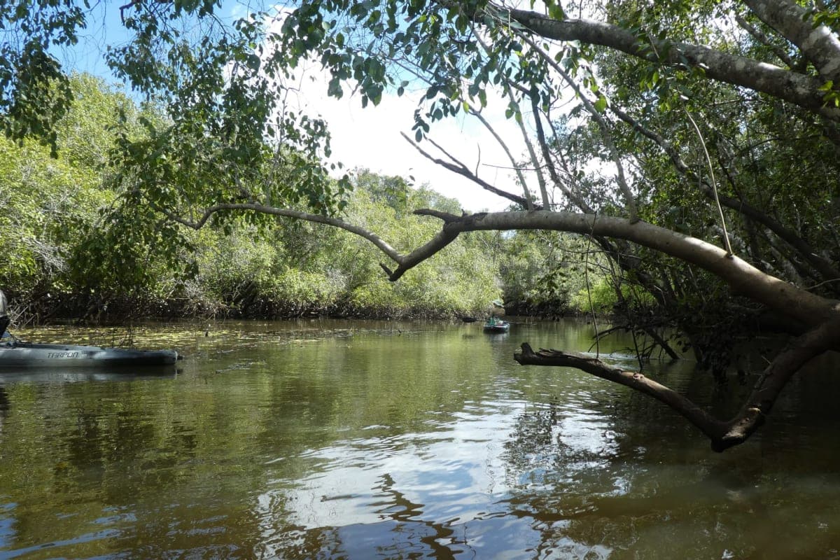 KASANKA NATIONAL PARK - photo 2