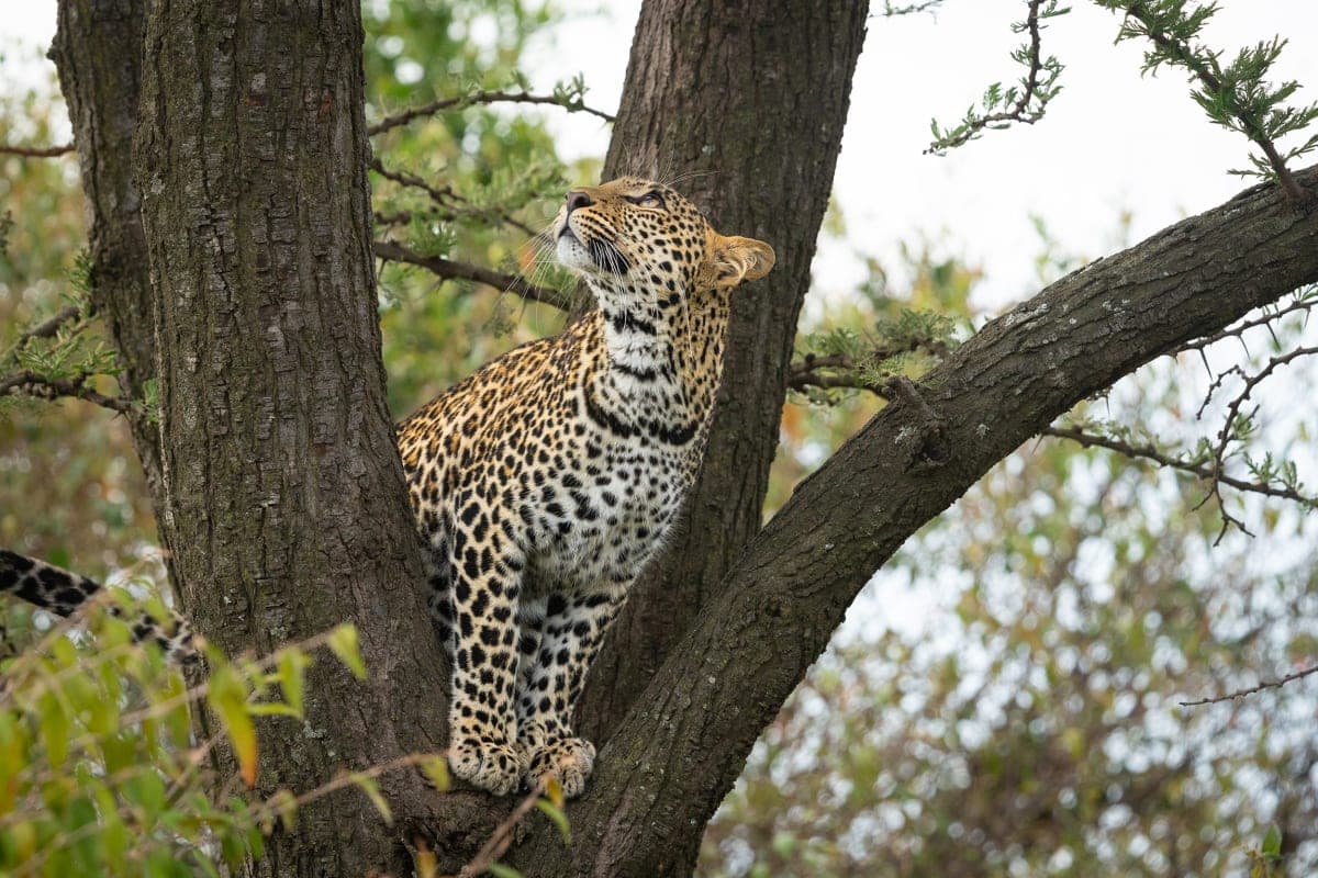 Leopard Hill Savanna & Stars - photo 2