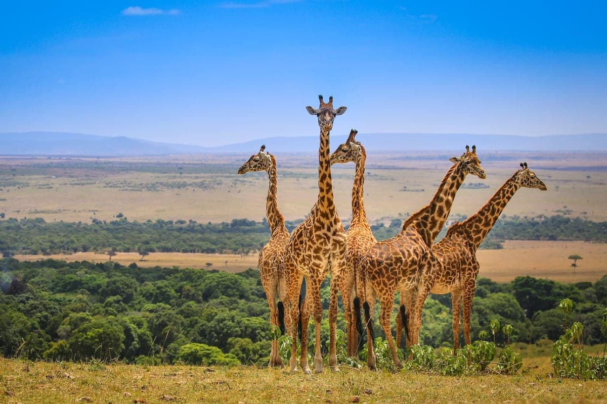 Maasai Mara - photo 3