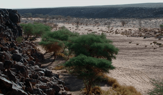 Masak Staff – The Eternal Desert Panel